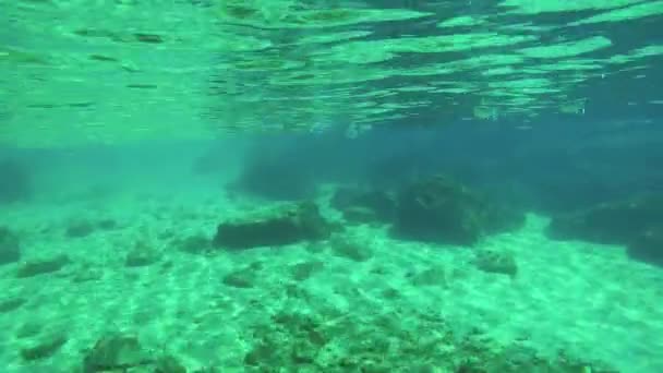 Unterwasserleben Mit Einem Schwarm Fische — Stockvideo