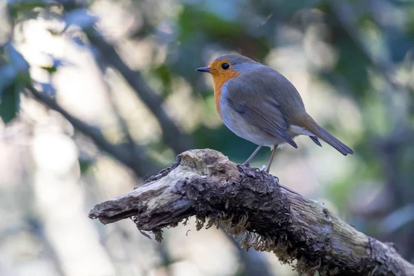 Pássaro robin bonito no galho da árvore — Fotografia de Stock