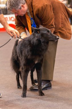 22 uluslararası köpek şovu Girona 2018, İspanya