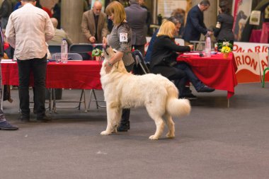 22 uluslararası köpek şovu Girona 2018, İspanya