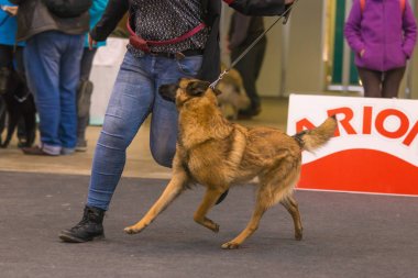 22 uluslararası köpek şovu Girona 2018, İspanya