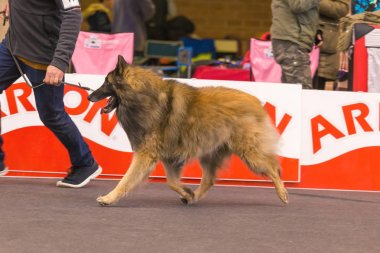 22 uluslararası köpek şovu Girona 2018, İspanya
