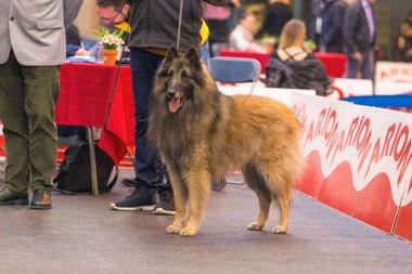 22 uluslararası köpek şovu Girona 2018, İspanya