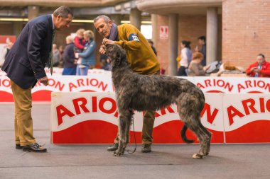 22 uluslararası köpek şovu Girona 2018, İspanya