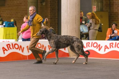 22 uluslararası köpek şovu Girona 2018, İspanya