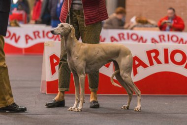 22 uluslararası köpek şovu Girona 2018, İspanya