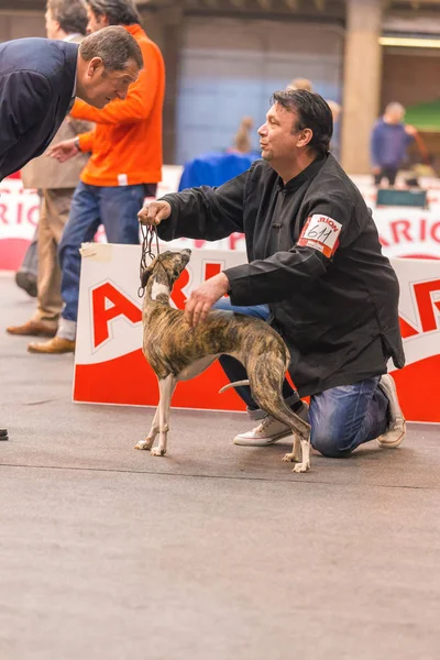 第二十二国际犬展赫罗纳 2018, 西班牙 — 图库照片