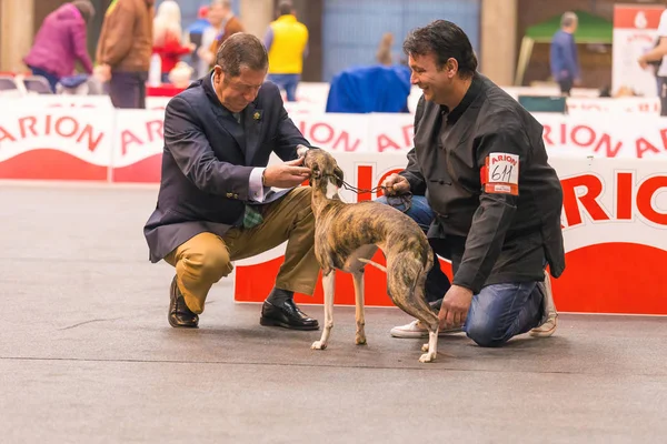 22th INTERNATIONAL DOG SHOW GIRONA 2018, Espanha — Fotografia de Stock