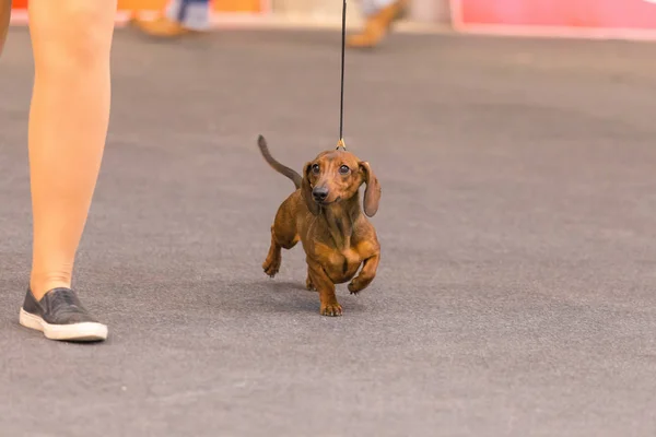 22th INTERNATIONAL DOG SHOW GIRONA 2018,Spain — Stock Photo, Image