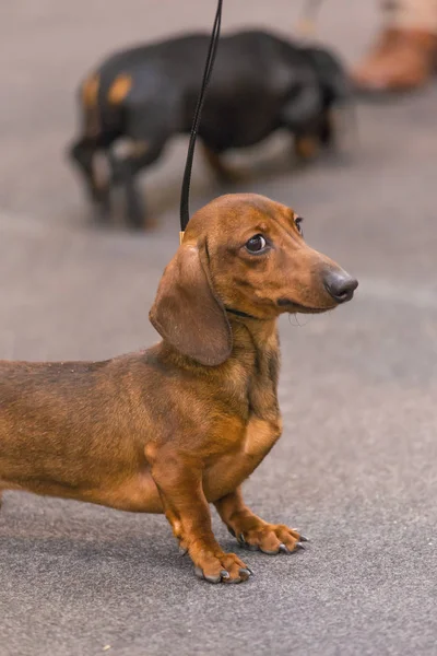 22e INTERNATIONAL DOG SHOW GIRONA 2018, Espagne — Photo