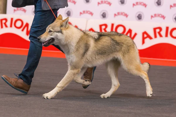 22 อินเตอร์เนชั่นแนล DOG โชว์ GIRona 2018 สเปน — ภาพถ่ายสต็อก