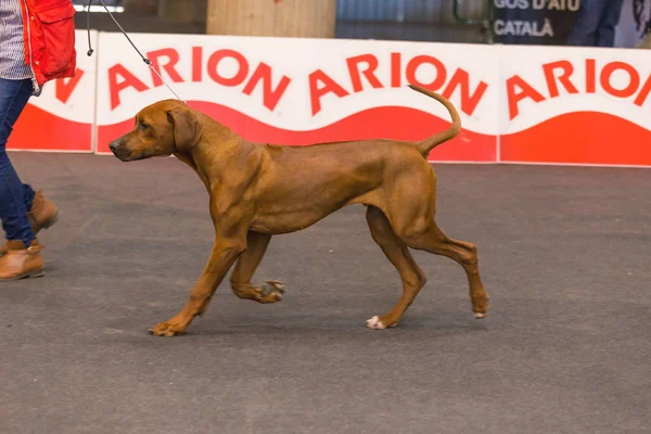 22ª Muestra Internacional de Perros GIRONA 2018, España — Foto de Stock