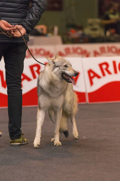 22 อินเตอร์เนชั่นแนล DOG โชว์ GIRona 2018 สเปน — ภาพถ่ายสต็อก