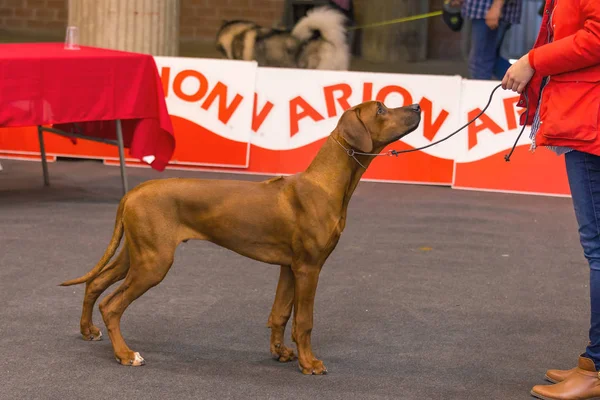 22th INTERNATIONAL DOG SHOW GIRONA 2018, Espanha — Fotografia de Stock