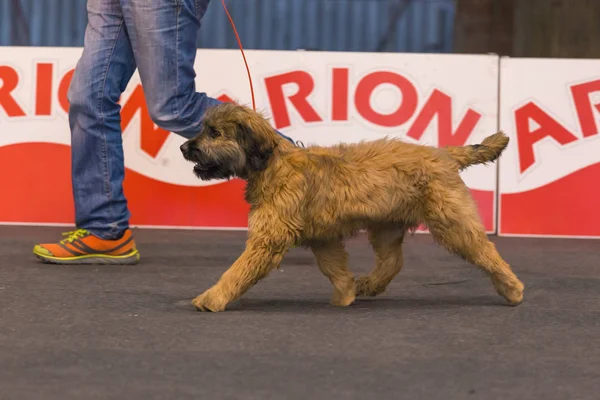 22. Internationale Hundeausstellung Girona 2018, Spanien, Katalanischer Schäferhund — Stockfoto