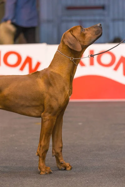 22ª Muestra Internacional de Perros GIRONA 2018, España — Foto de Stock