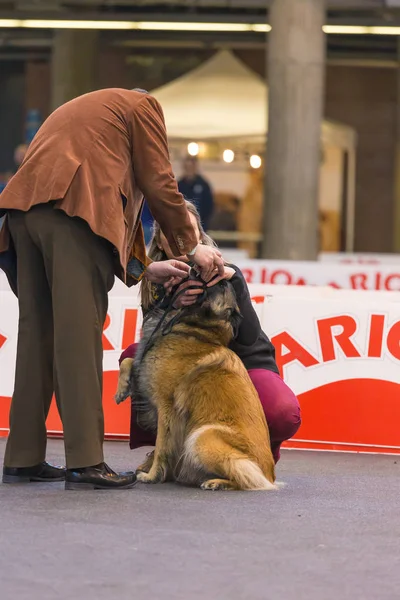 22th INTERNATIONAL DOG SHOW GIRONA 2018, Espanha — Fotografia de Stock