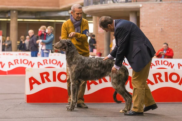 22 internationella rashundutställningen Girona 2018, Spanien — Stockfoto