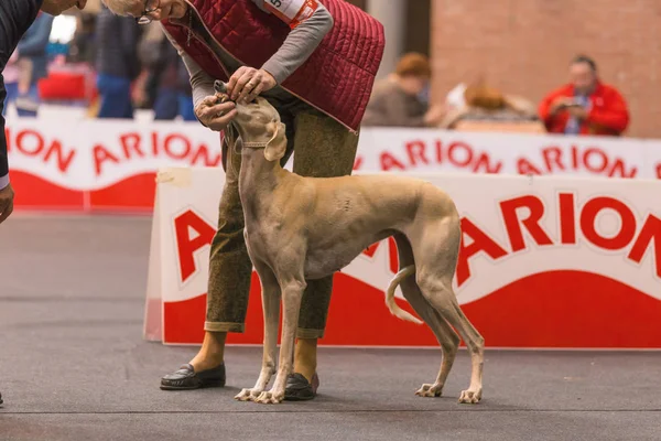 22η Διεθνής έκθεση σκύλων 2018 Χερόνα, Ισπανία — Φωτογραφία Αρχείου