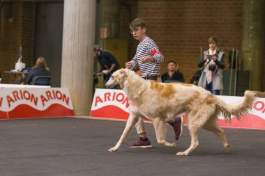 22 uluslararası köpek şovu Girona 2018, İspanya