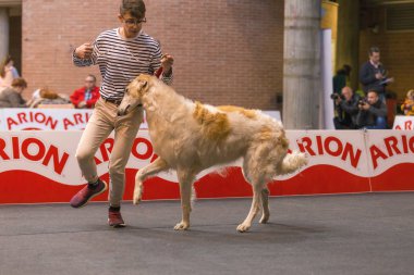 22 uluslararası köpek şovu Girona 2018, İspanya