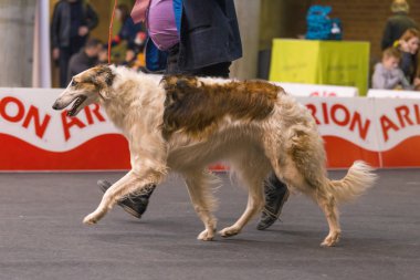 22 uluslararası köpek şovu Girona 2018, İspanya