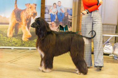 22 uluslararası köpek şovu Girona 2018, İspanya