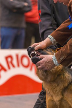 22 uluslararası köpek şovu Girona 2018, İspanya