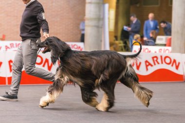 22 uluslararası köpek şovu Girona 2018, İspanya