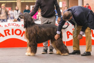 22 uluslararası köpek şovu Girona 2018, İspanya