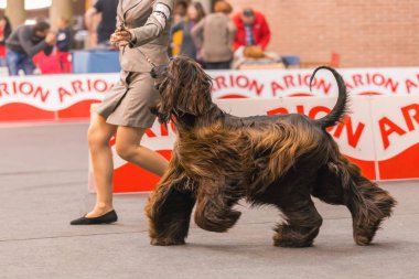 22 uluslararası köpek şovu Girona 2018, İspanya