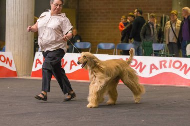 22 uluslararası köpek şovu Girona 2018, İspanya