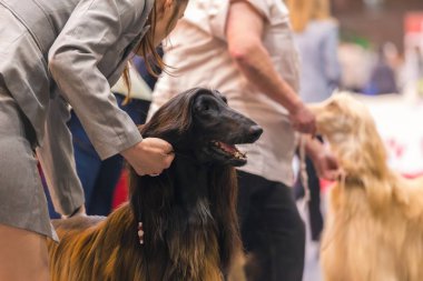 22 uluslararası köpek şovu Girona 2018, İspanya