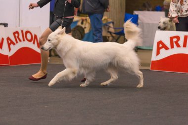 22 uluslararası köpek şovu Girona 2018, İspanya