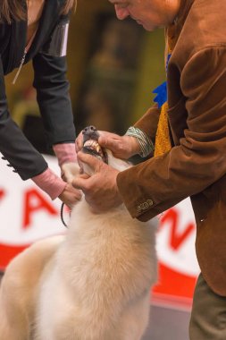 22 uluslararası köpek şovu Girona 2018, İspanya