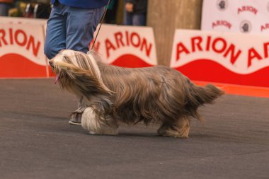 22 uluslararası köpek şovu Girona 2018, İspanya