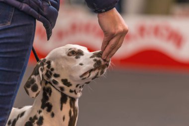 22 uluslararası köpek şovu Girona 2018, İspanya