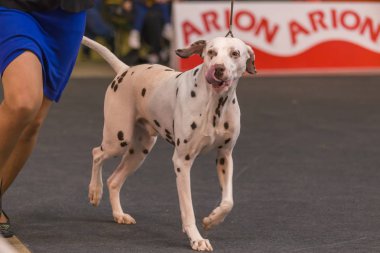 22 uluslararası köpek şovu Girona 2018, İspanya