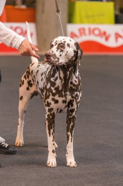 22 uluslararası köpek şovu Girona 2018, İspanya
