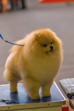 22 uluslararası köpek şovu Girona 2018, İspanya