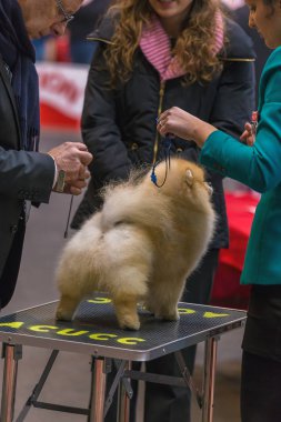 22 uluslararası köpek şovu Girona 2018, İspanya