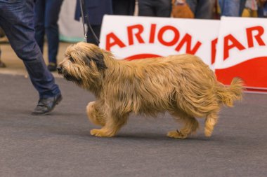 22th INTERNATIONAL DOG SHOW GIRONA 2018,Spain clipart