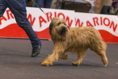 22 uluslararası köpek şovu Girona 2018, İspanya