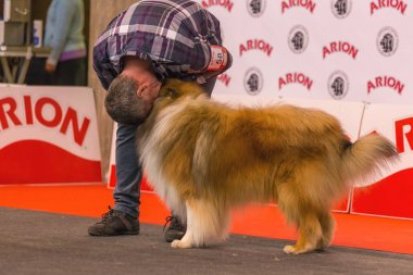 22th INTERNATIONAL DOG SHOW GIRONA 2018,Spain clipart