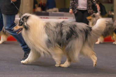 22 uluslararası köpek şovu Girona 2018, İspanya