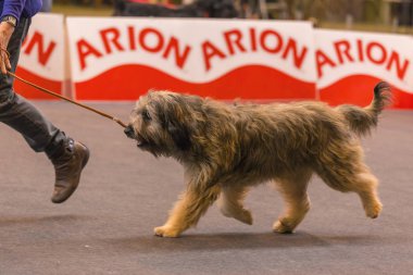 22 uluslararası köpek şovu Girona 2018, İspanya