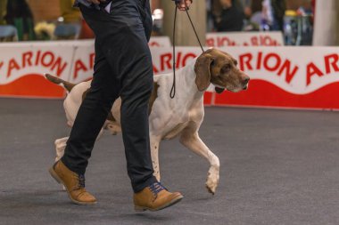 22 uluslararası köpek şovu Girona 2018, İspanya