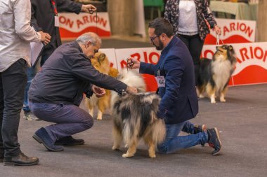 22 uluslararası köpek şovu Girona 2018, İspanya, mavi Merle Rough Collie