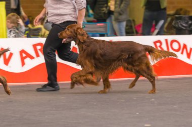 22 uluslararası köpek şovu Girona 2018, İspanya