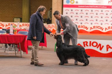 22 International Dog Show Girona 2018, İspanya, Gordon setter